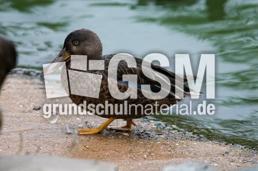 Löffelente (6 von 8).jpg